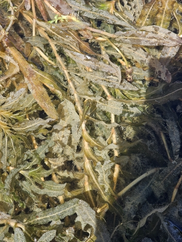 Gambusia holbrooki
