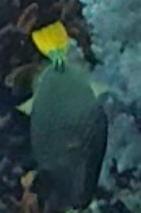 Balistapus undulatus