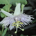 Passiflora tucumanensis - Photo (c) aacocucci, some rights reserved (CC BY-NC), uploaded by aacocucci