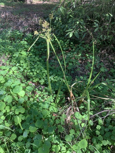 Cyperus dives, photograph 4