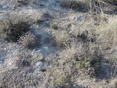 Centaurea hyssopifolia