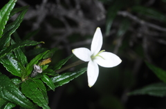 Heterophyllaea pustulata