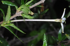 Heterophyllaea pustulata