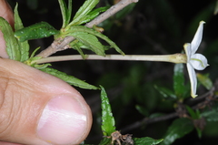 Heterophyllaea pustulata