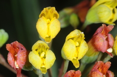 Alstroemeriaceae