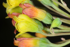 Alstroemeriaceae