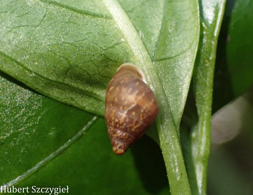 Auriculella diaphana observed 2026-03-25