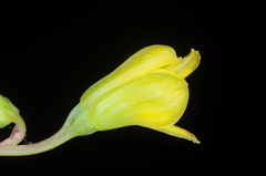 Alstroemeriaceae