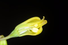 Alstroemeriaceae