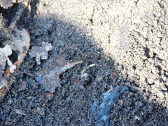 Enchytraeus buchholzi