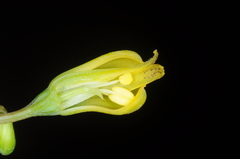 Alstroemeriaceae