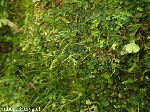 Phaeoceros laevis observed 2026-03-25