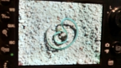 Calochortus kennedyi