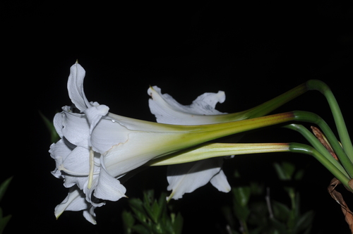 Hippeastrum argentinum, photograph 4