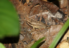 Haddadus binotatus