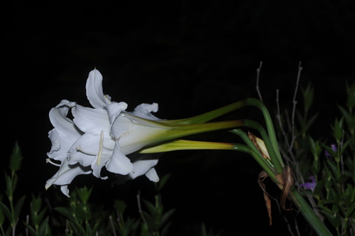 Hippeastrum argentinum, photograph 3