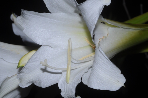 Hippeastrum argentinum, photograph 5