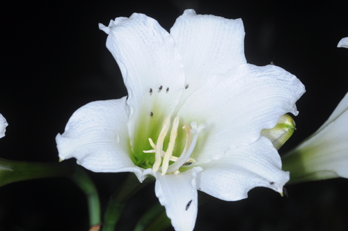 Hippeastrum argentinum, photograph 6