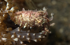 Sepia bandensis