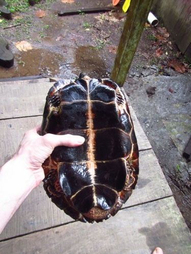 Black River Turtle (Reptiles of Costa Rica's Southern Caribbean ...