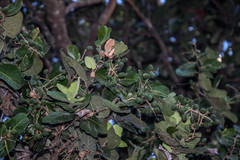 Chrysobalanaceae