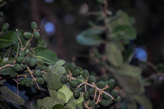 Chrysobalanaceae