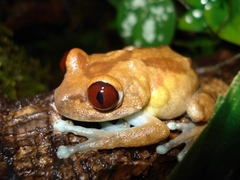 Uluguru Tree Frog photo 3