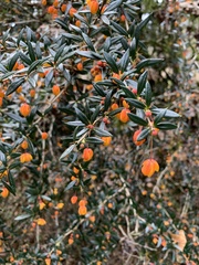Berberis lologensis