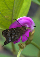 Thorybes dorantes galapagensis