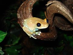 Uluguru Tree Frog photo 4