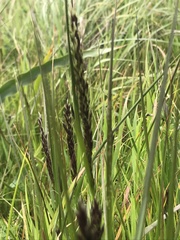 Melica californica