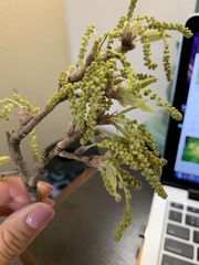 Angiospermae
