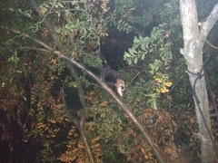 Didelphis albiventris