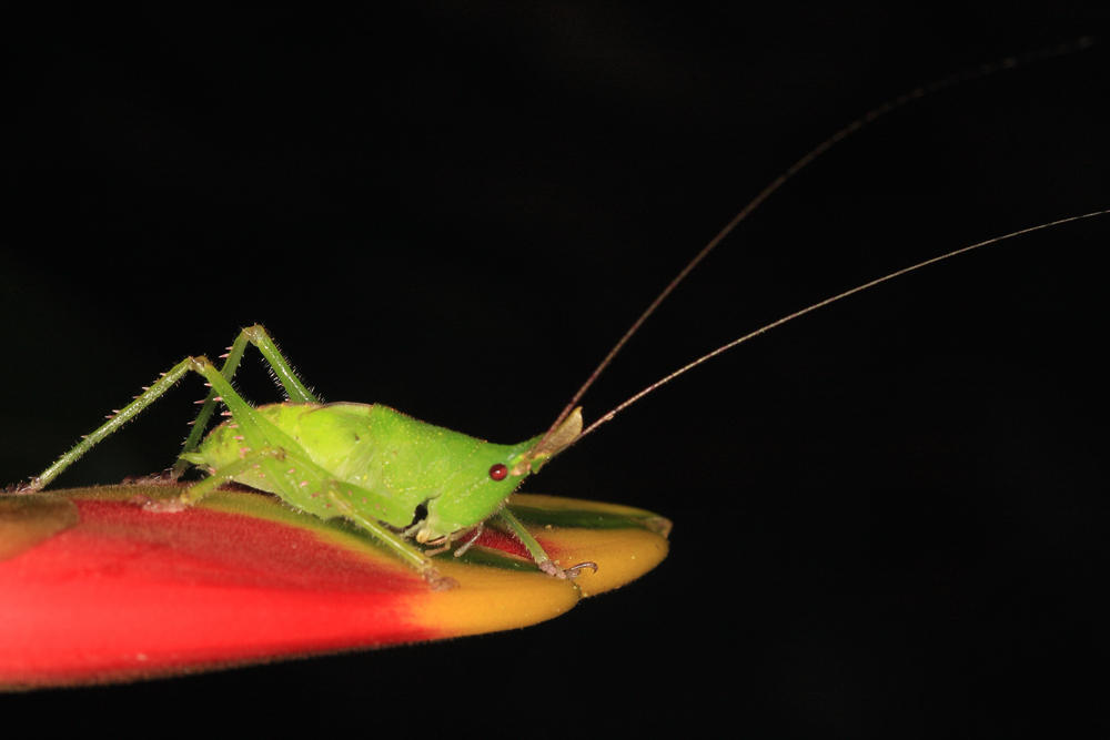 Copiphora monoceros