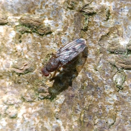 Suillia variegata, 3611 AS Oud-Zuilen, Netherlands, photo 3 of 10