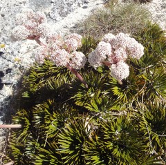 Aciphylla crosby-smithii