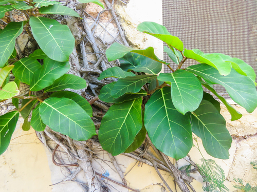 Giantleaf Fig