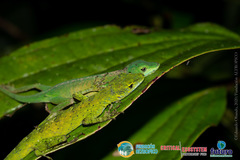 Anolis gemmosus