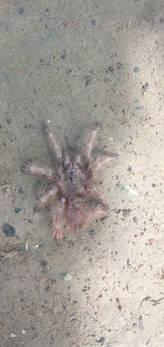 Brazilian Giant Blonde Tarantula