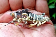 Beauveria locustiphila