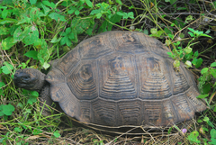 Chelonoidis niger vandenburghi
