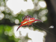 Gasteracantha milvoides