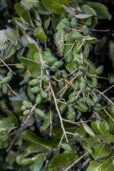 Chrysobalanaceae