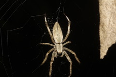 Eustala illicita