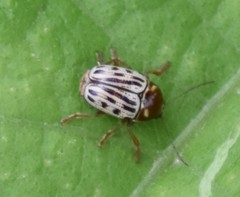 Cryptocephalus simulans