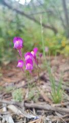Linaria becerrae