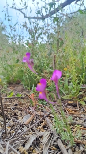 Linaria becerrae, photograph 1