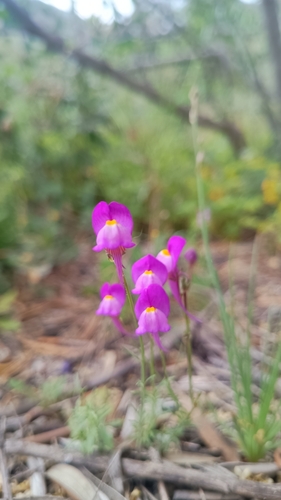 Linaria becerrae, photograph 2