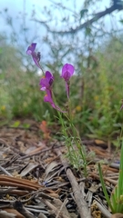 Linaria becerrae, photograph (c) Diego Nieto Lugilde, some rights reserved (CC BY)