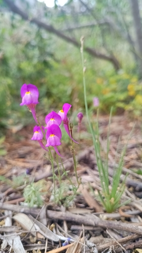 Linaria becerrae, photograph 4